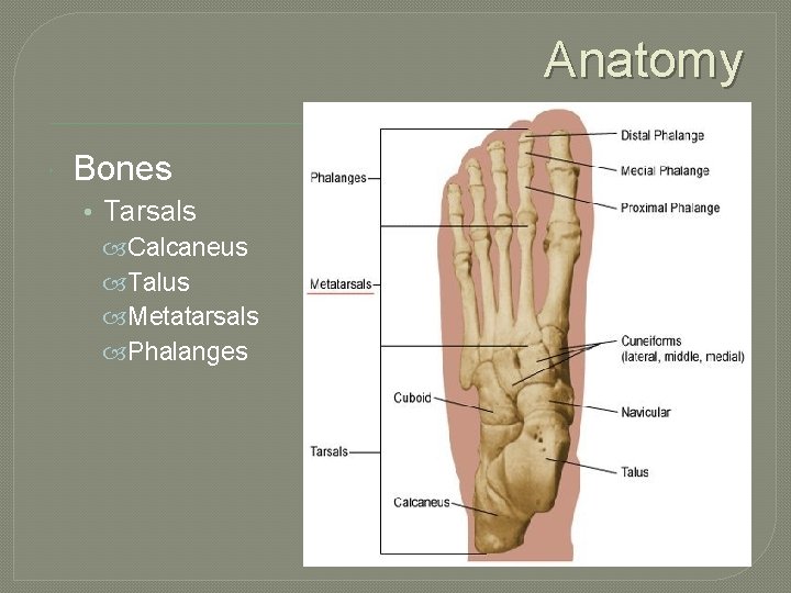 Anatomy Bones • Tarsals Calcaneus Talus Metatarsals Phalanges 