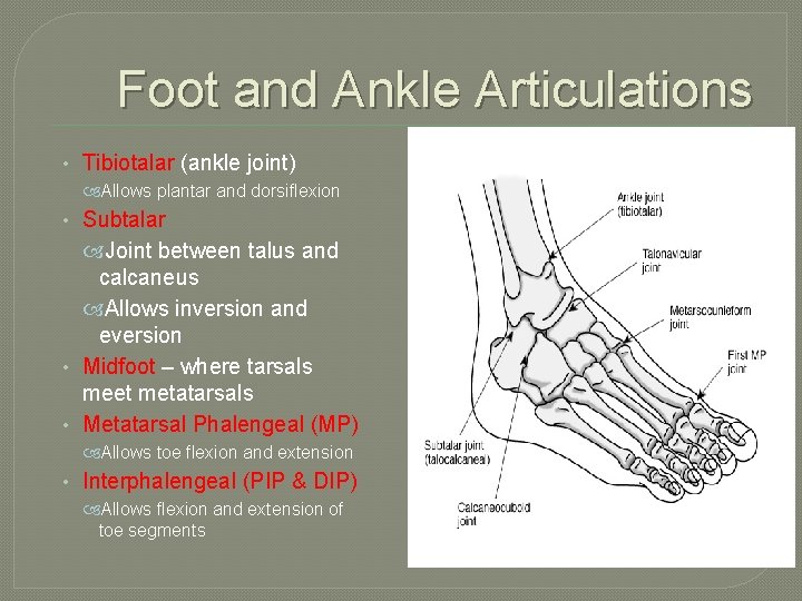Foot and Ankle Articulations • Tibiotalar (ankle joint) Allows plantar and dorsiflexion • Subtalar