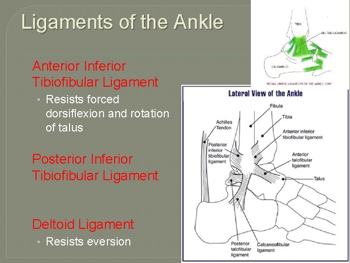 Ligaments of the Ankle Anterior Inferior Tibiofibular Ligament • Resists forced dorsiflexion and rotation
