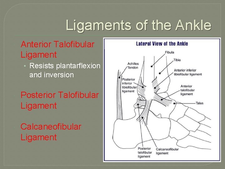 Ligaments of the Ankle Anterior Talofibular Ligament • Resists plantarflexion and inversion Posterior Talofibular