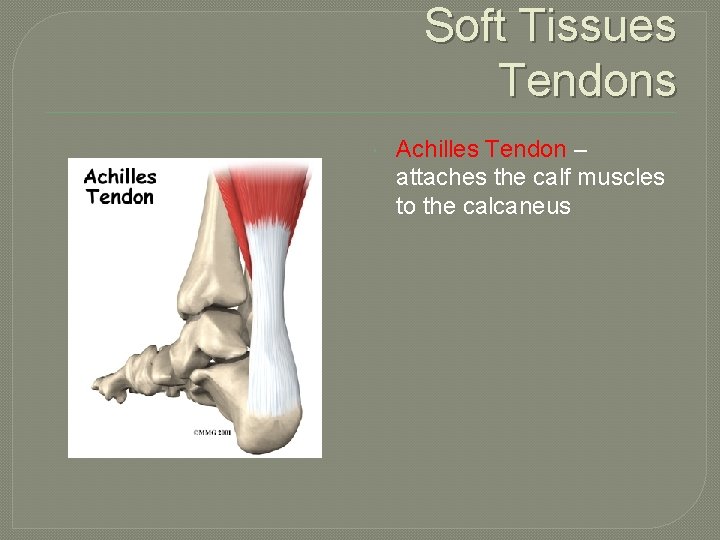 Soft Tissues Tendons Achilles Tendon – attaches the calf muscles to the calcaneus 