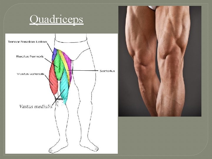 Quadriceps 