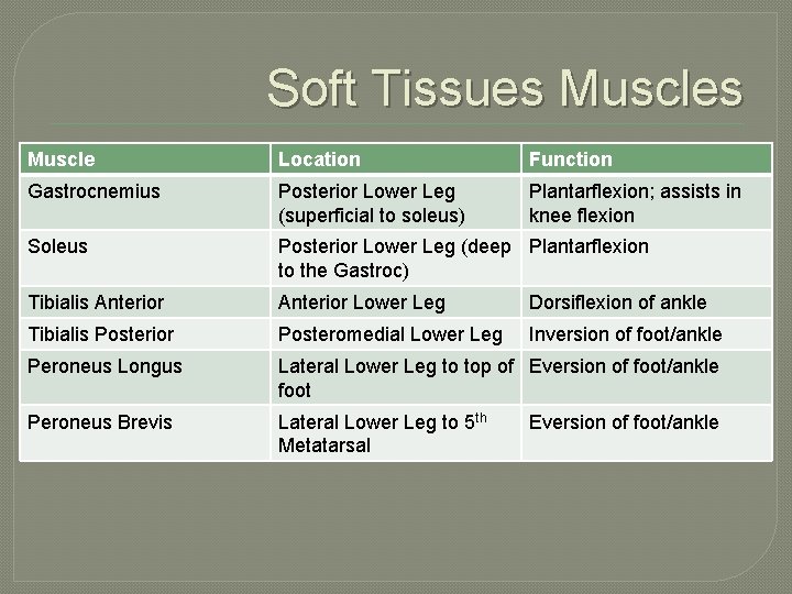 Soft Tissues Muscle Location Function Gastrocnemius Posterior Lower Leg (superficial to soleus) Plantarflexion; assists