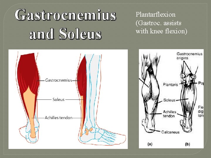 Gastrocnemius and Soleus Plantarflexion (Gastroc. assists with knee flexion) 