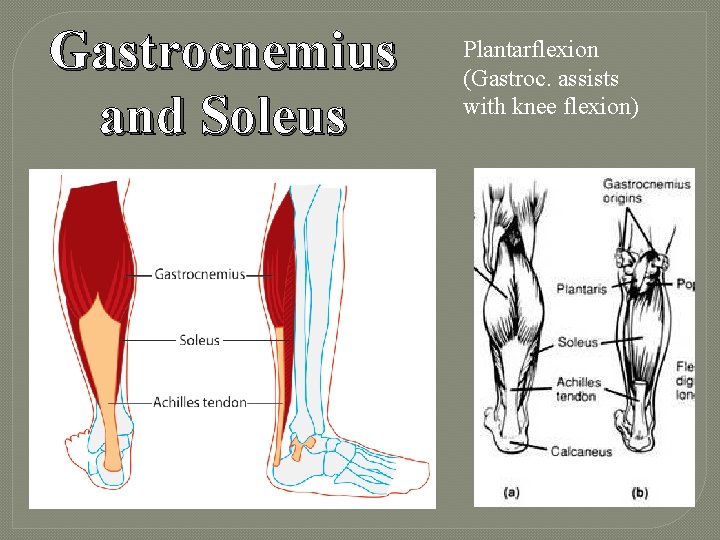 Gastrocnemius and Soleus Plantarflexion (Gastroc. assists with knee flexion) 