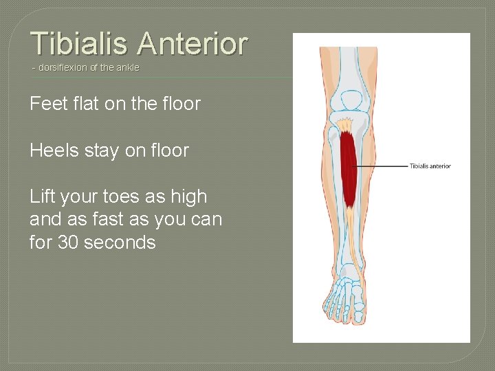 Tibialis Anterior - dorsiflexion of the ankle Feet flat on the floor Heels stay