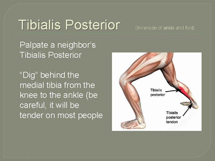 Tibialis Posterior Palpate a neighbor’s Tibialis Posterior “Dig” behind the medial tibia from the
