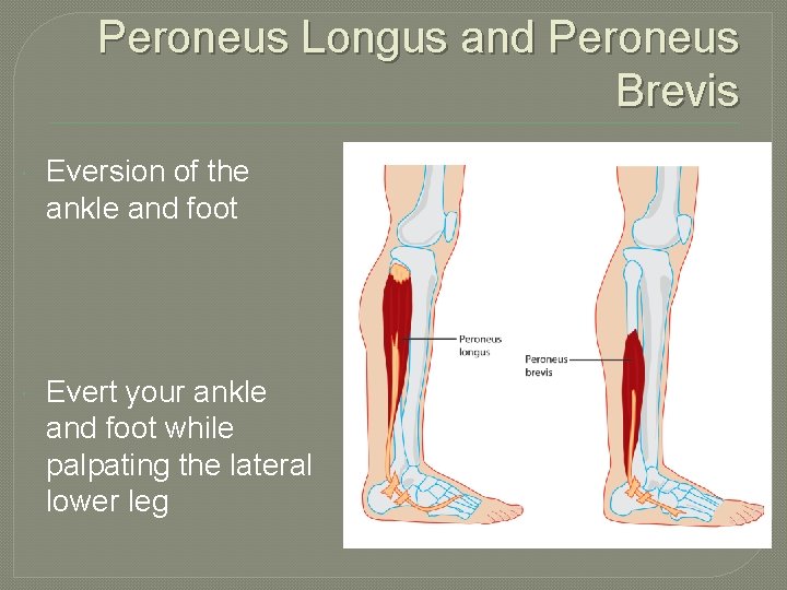 Peroneus Longus and Peroneus Brevis Eversion of the ankle and foot Evert your ankle