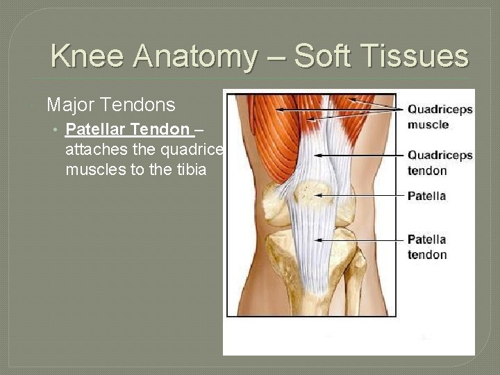 Knee Anatomy – Soft Tissues Major Tendons • Patellar Tendon – attaches the quadriceps
