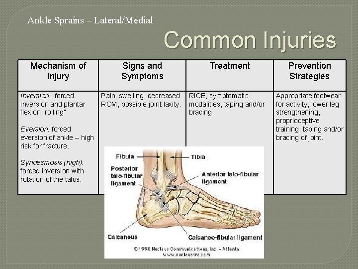 Ankle Sprains – Lateral/Medial Common Injuries Mechanism of Injury Inversion: forced inversion and plantar