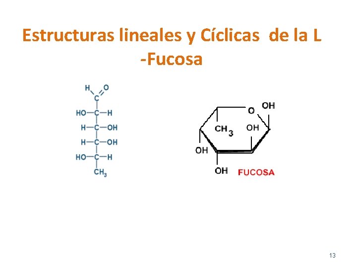 Estructuras lineales y Cíclicas de la L -Fucosa 13 