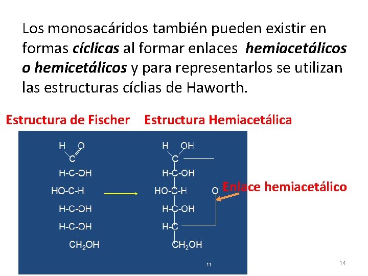 Los monosacáridos también pueden existir en formas cíclicas al formar enlaces hemiacetálicos o hemicetálicos