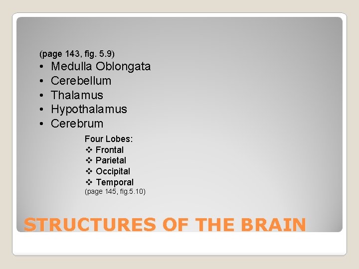 (page 143, fig. 5. 9) • • • Medulla Oblongata Cerebellum Thalamus Hypothalamus Cerebrum