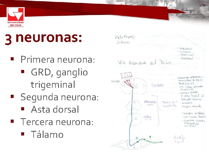 3 neuronas: § Primera neurona: § GRD, ganglio trigeminal § Segunda neurona: § Asta