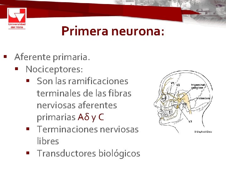 Primera neurona: § Aferente primaria. § Nociceptores: § Son las ramificaciones terminales de las