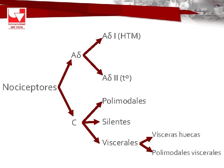Aδ I (HTM) Aδ Aδ II (tº) Nociceptores Polimodales C Silentes Viscerales Vísceras huecas
