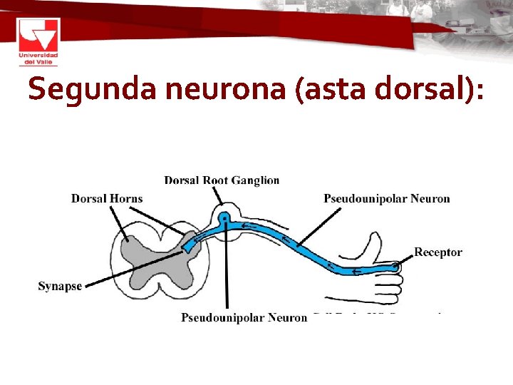Segunda neurona (asta dorsal): 