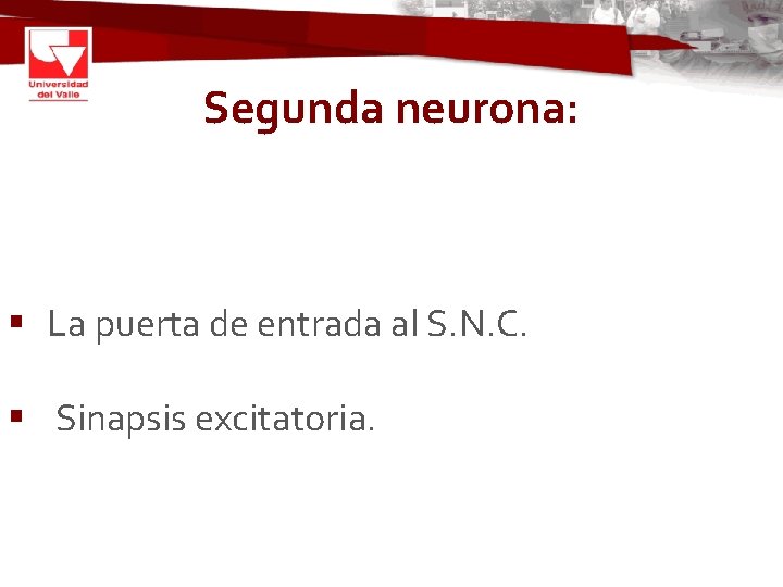 Segunda neurona: § La puerta de entrada al S. N. C. § Sinapsis excitatoria.