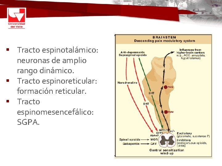 § Tracto espinotalámico: neuronas de amplio rango dinámico. § Tracto espinoreticular: formación reticular. §