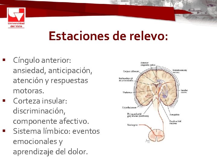 Estaciones de relevo: § Cíngulo anterior: ansiedad, anticipación, atención y respuestas motoras. § Corteza