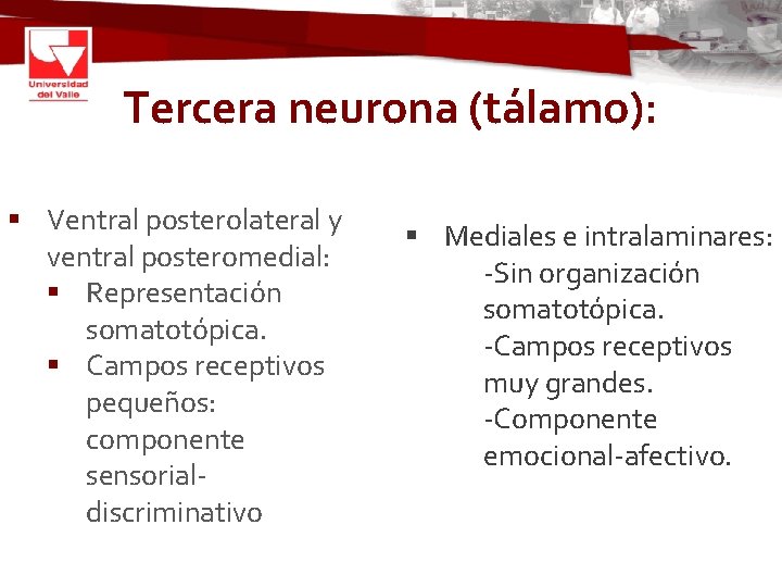 Tercera neurona (tálamo): § Ventral posterolateral y ventral posteromedial: § Representación somatotópica. § Campos