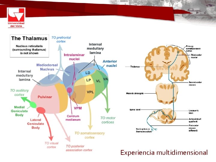 Experiencia multidimensional 