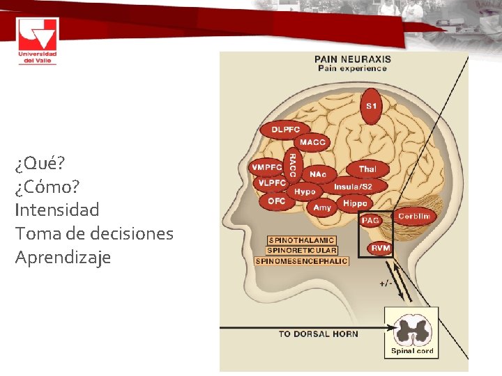 ¿Qué? ¿Cómo? Intensidad Toma de decisiones Aprendizaje 