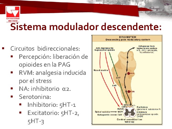 Sistema modulador descendente: § Circuitos bidireccionales: § Percepción: liberación de opioides en la PAG