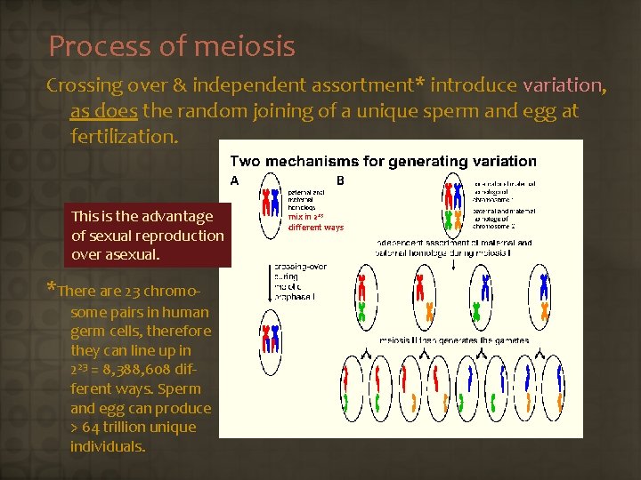Process of meiosis Crossing over & independent assortment* introduce variation, as does the random