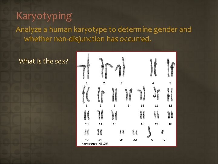 Karyotyping Analyze a human karyotype to determine gender and whether non-disjunction has occurred. What