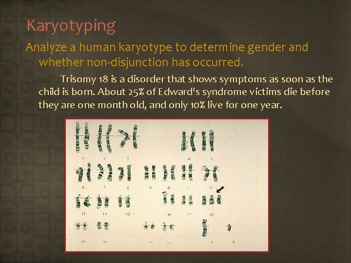 Karyotyping Analyze a human karyotype to determine gender and whether non-disjunction has occurred. Trisomy