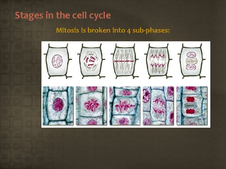 Stages in the cell cycle Mitosis is broken into 4 sub-phases: Interphase Prophase Metaphase