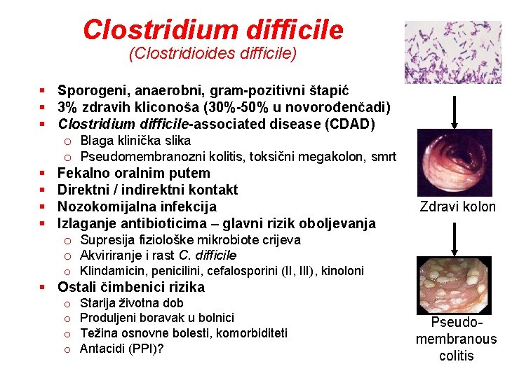 Clostridium difficile (Clostridioides difficile) § Sporogeni, anaerobni, gram-pozitivni štapić § 3% zdravih kliconoša (30%-50%