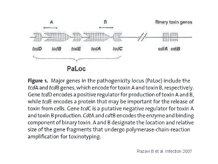 Razavi B et al. Infection 2007 