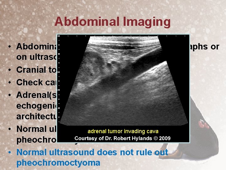 Abdominal Imaging • Abdominal mass may be seen on radiographs or on ultrasound •