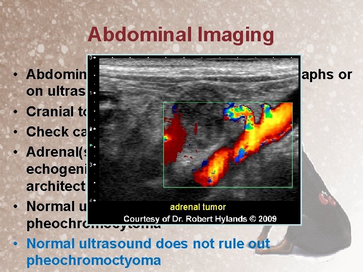 Abdominal Imaging • Abdominal mass may be seen on radiographs or on ultrasound •