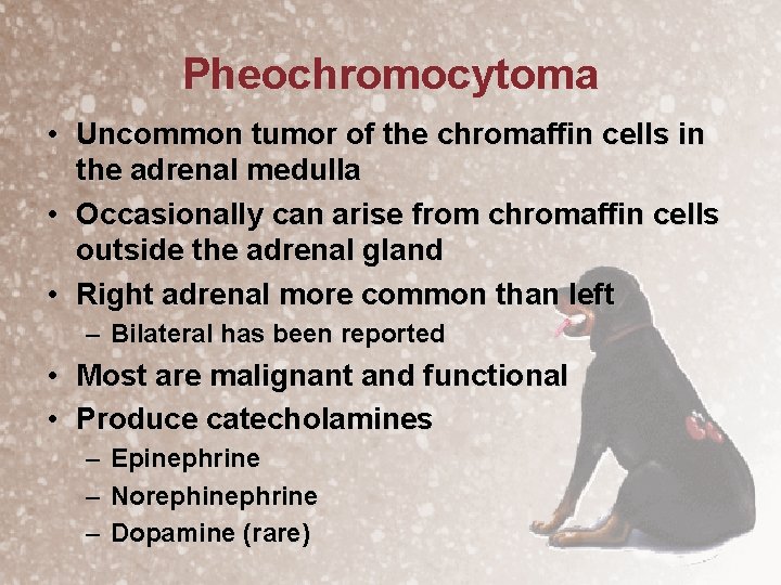 Pheochromocytoma • Uncommon tumor of the chromaffin cells in the adrenal medulla • Occasionally