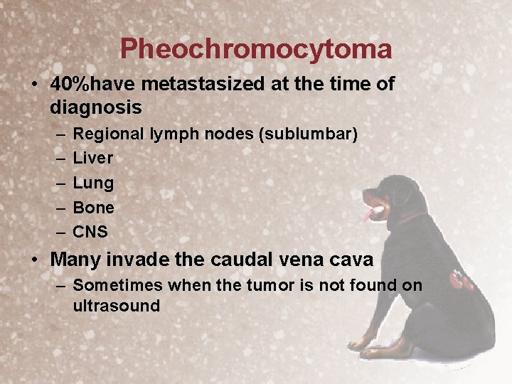 Pheochromocytoma • 40%have metastasized at the time of diagnosis – – – Regional lymph