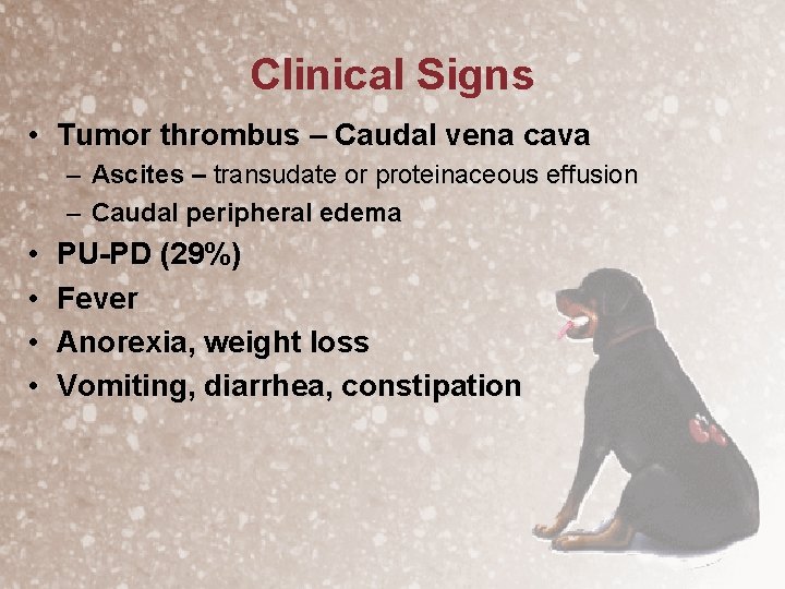 Clinical Signs • Tumor thrombus – Caudal vena cava – Ascites – transudate or