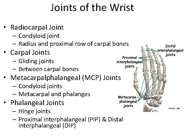 Joints of the Wrist • Radiocarpal Joint – Condyloid joint – Radius and proximal