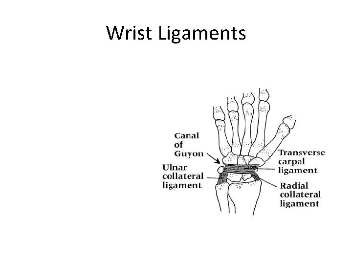 Wrist Ligaments 