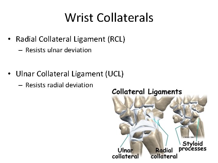 Wrist Collaterals • Radial Collateral Ligament (RCL) – Resists ulnar deviation • Ulnar Collateral