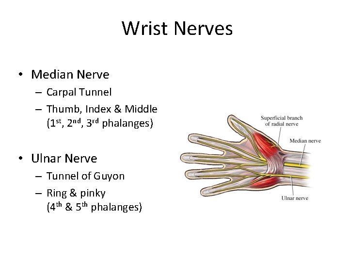 Wrist Nerves • Median Nerve – Carpal Tunnel – Thumb, Index & Middle (1