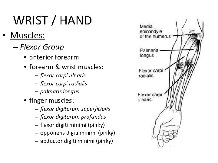 WRIST / HAND • Muscles: – Flexor Group • anterior forearm • forearm &