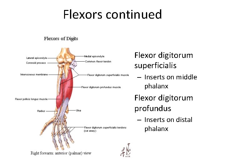 Flexors continued • Flexor digitorum superficialis – Inserts on middle phalanx • Flexor digitorum
