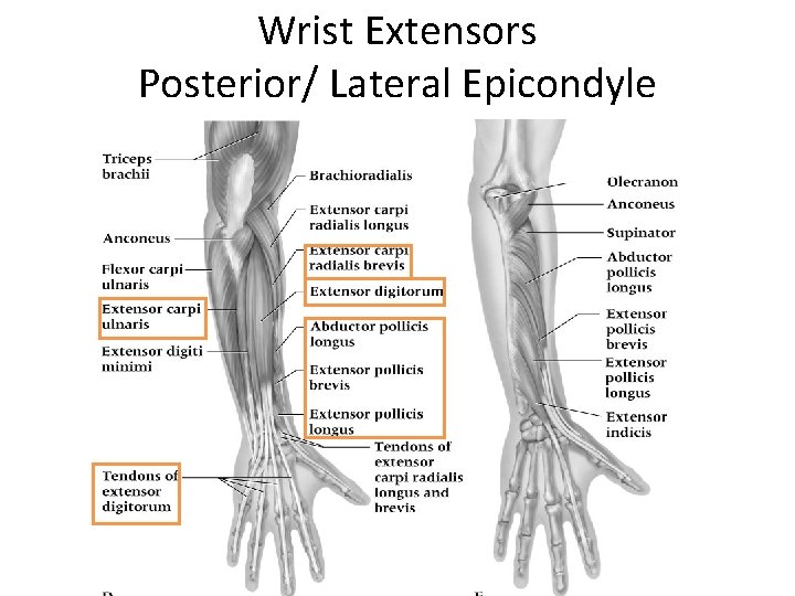 Wrist Extensors Posterior/ Lateral Epicondyle 