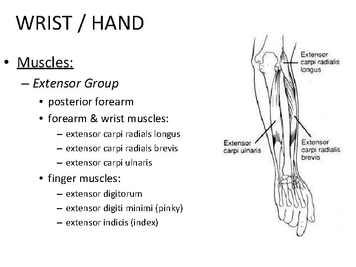 WRIST / HAND • Muscles: – Extensor Group • posterior forearm • forearm &