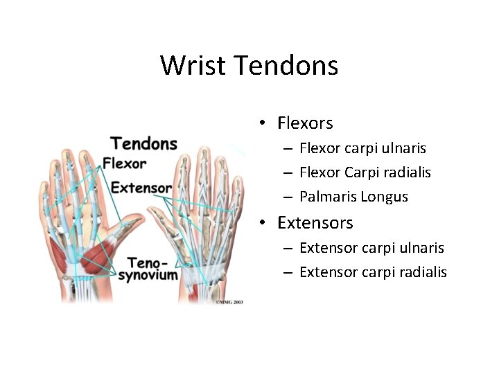 Wrist Tendons • Flexors – Flexor carpi ulnaris – Flexor Carpi radialis – Palmaris