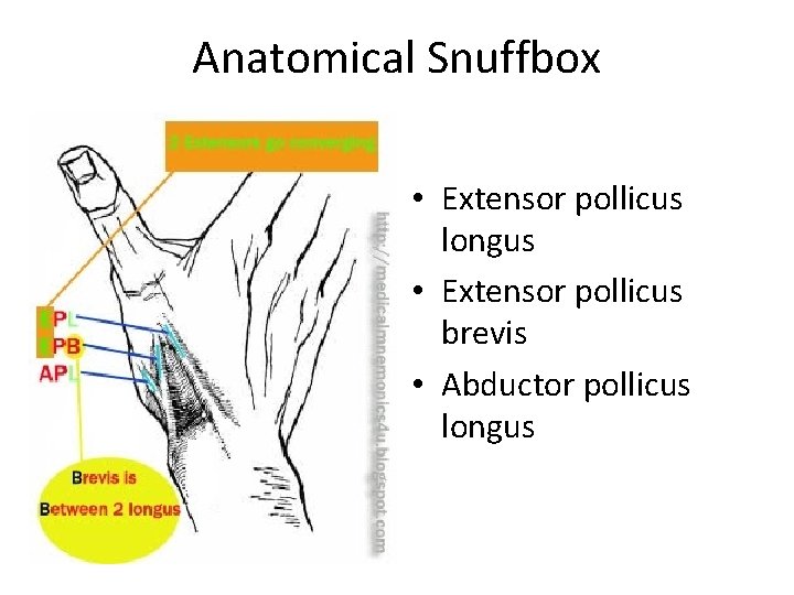 Anatomical Snuffbox • Extensor pollicus longus • Extensor pollicus brevis • Abductor pollicus longus