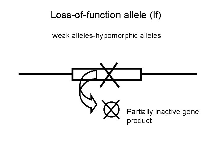 Loss-of-function allele (lf) weak alleles-hypomorphic alleles Partially inactive gene product 
